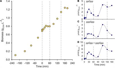 Dynamic Metabolic Response to (p)ppGpp Accumulation in Pseudomonas putida